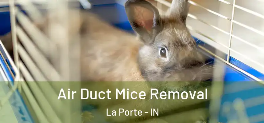Air Duct Mice Removal La Porte - IN